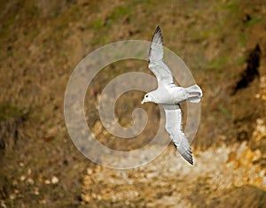 Northern Fulmar