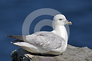 Northern Fulmar