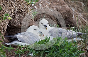 Northern Fulmar