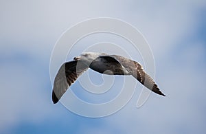 Northern Fulmar