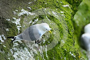 Northern fulmar, Carrick-a-Rede, Northern Ireland