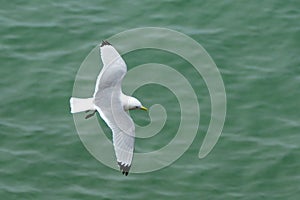 Northern fulmar, Carrick-a-Rede, Northern Ireland