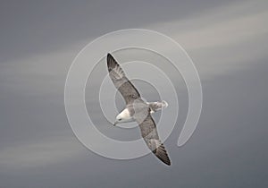 Northern Fulmar in Flight