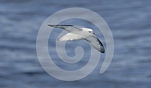 Northern Fulmar in Flight