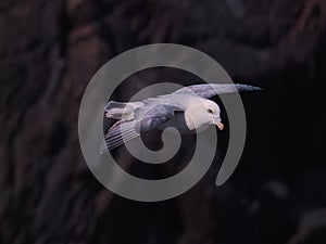 Northern Fulmar in flight over Skokholm Island cliffs 3 photo