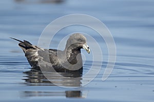 Northern fulmar floating on the ocean near the Pacific island on