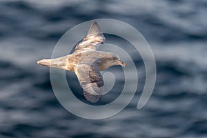 Northern Fulmar flying above Arctic sea on Svalbard