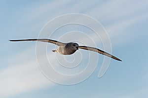 Northern Fulmar flying above Arctic sea on Svalbard