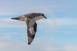 Northern Fulmar flying above Arctic sea on Svalbard