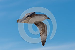 Northern Fulmar flying above Arctic sea on Svalbard