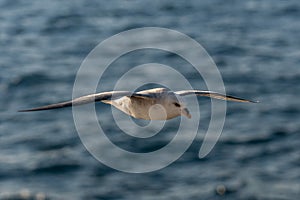 Northern Fulmar flying above Arctic sea on Svalbard