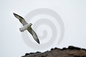 Northern Fulmar Flying by Cliffs