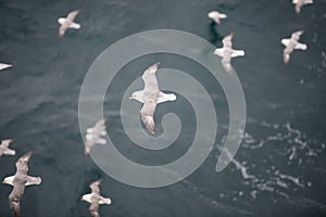 Northern fulmar flying over water