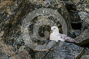 Northern Fulmar - Fulmarus glacialis