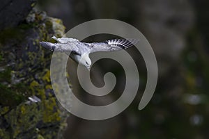 Northern Fulmar - Fulmarus glacialis