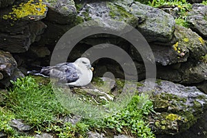 Northern Fulmar - Fulmarus glacialis