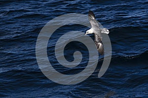 Northern Fulmar - Fulmarus glacialis