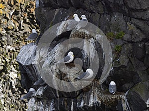 Northern Fulmar; Fulmarus glacialis