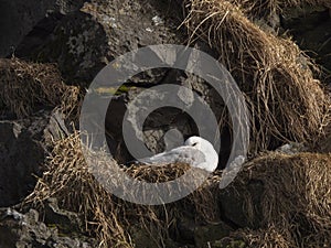 Northern Fulmar; Fulmarus glacialis