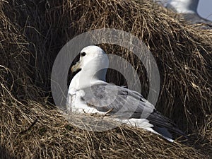 Northern Fulmar; Fulmarus glacialis