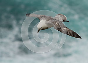 Northern Fulmar (Fulmarus glacialis)