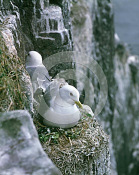 Northern Fulmar, fulmarus glacialis, Adult nesting, Nest on Cliff