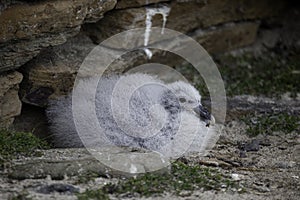 Northern Fulmar, Fulmarus glacialis chick