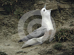 Northern Fulmar, Fulmarus glacialis displaying