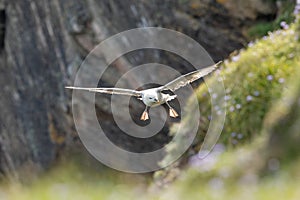 A Northern fulmar (Fulmarus glacialis) in flight