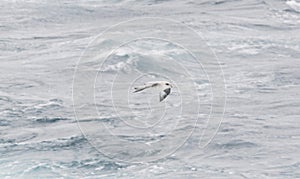Northern Fulmar Fulmarus glacialis in Flight Over the Arctic Ocean