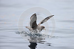 The northern fulmar (Fulmarus glacialis), fulmar, or Arctic fulmar in Japan