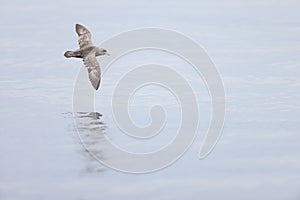 The northern fulmar (Fulmarus glacialis), fulmar, or Arctic fulmar in Japan