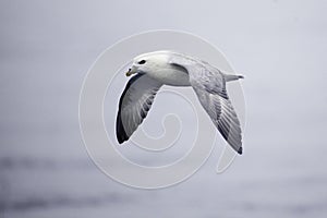 Northern Fulmar, Fulmarus glacialis gliding