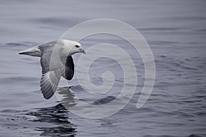 Northern Fulmar, Fulmarus glacialis gliding over waves