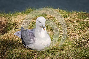 Northern fulmar (Fulmarus glacialis) nesting on the cliffs.