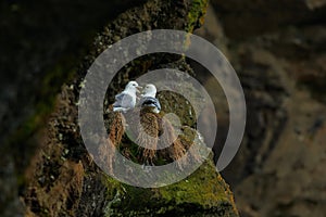 Northern Fulmar, Fulmarus glacialis, nesting on the dark cliff. Two white sea birds in the nest. Pair of Fulmar on the ocean coast