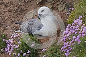 The Northern Fulmar, Fulmarus glacialis nesting female