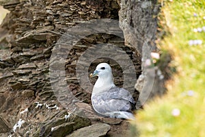 A Northern fulmar (Fulmarus glacialis) on a rocky nest