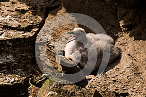 Northern fulmar Fulmarus glacialis in Scotland, Great Britain