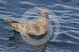 Northern Fulmar, Fulmarus glacialis at sea