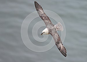 Northern Fulmar - Fulmarus glacialis soaring over the North Sea.