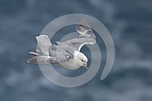 Northern Fulmar, Fulmarus glacialis in to land