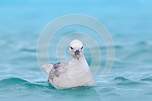 Northern Fulmar, Fulmarus glacialis, white bird in the blue water, dark blue ice in the background, animal in the Arctic nature