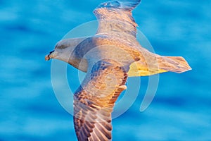 Northern Fulmar, Fulmarus glacialis, white bird, blue water, dark blue ice in the background, animal flight Arctic nature habitat,