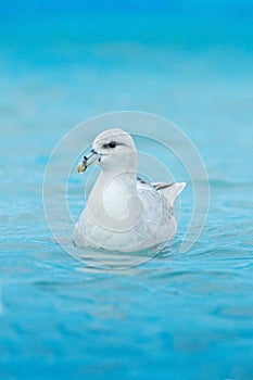 Northern Fulmar, Fulmarus glacialis, white bird in the blue water, ice in the background, Svalbard, Norway