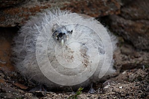 Northern Fulmar, Fulmarus glacialis young chick