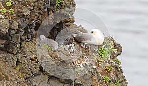 Northern Fulmar resting on a cliff