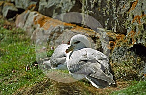 Northern fulmar, Shetland