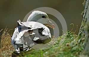 Northern fulmar, Shetland