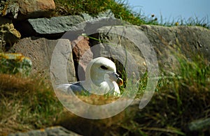 Northern fulmar, Shetland